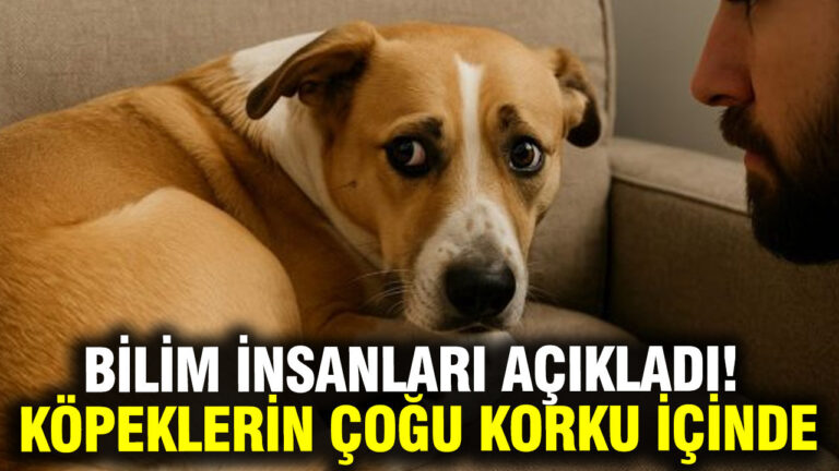 arastirma-kopeklerin-yuzde-84u-gunluk-hayatta-korku-ve-kaygi-yasiyor-fQQ2c6as