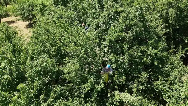 Eşme’nin tescilli lezzeti: Yüksek rekolte fiyatları aşağı çekti
